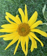 Book an Appointment with Hayley Alt for Acupuncture & TCM