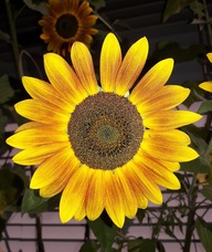 Book an Appointment with Sarah Peterson for Therapeutic Massage